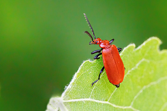 Common or Red-headed Cardinal Beetle - Pyrochroa serraticornis, Worcestershire, June 2023