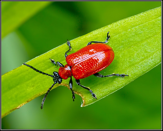 Red or Scarlet Lily Beetle (Lilioceris lilii), Bromsgrove, June 2012