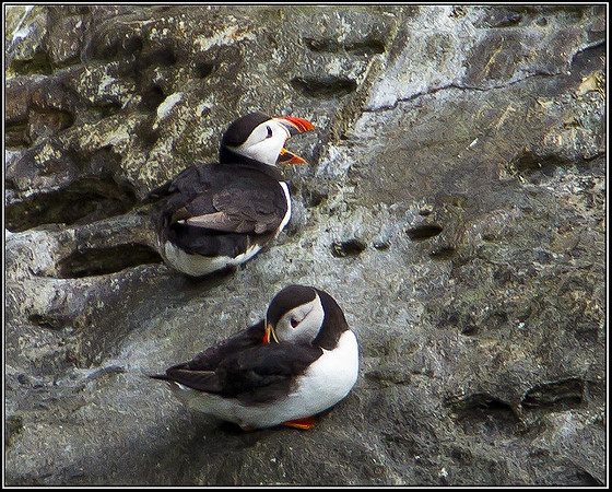 Puffins, Anglesey, 12 May 2011