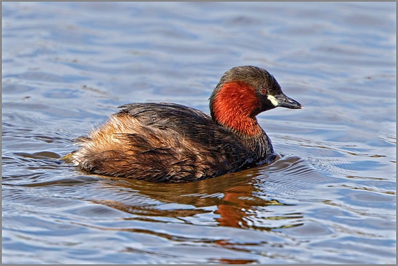 Little Grebe (Tachybaptus ruficillis), Marsh Lane NR, April 2016