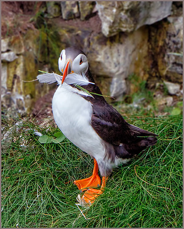 Atlantic Puffin (Fratercula arctica). Bempton Cliffs, July 2016