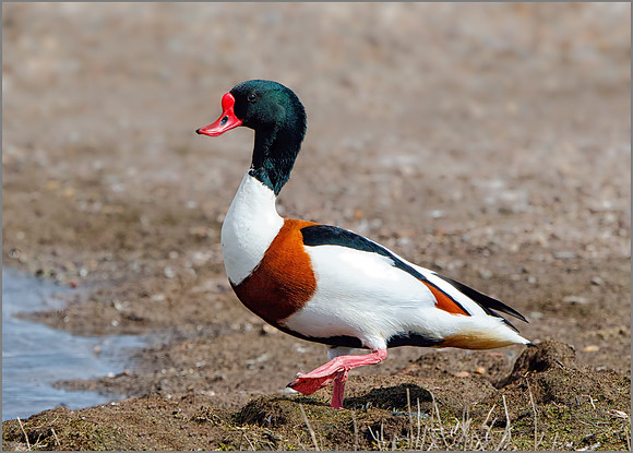 Drake Common Shelduck (Tadorna tadorna), Upton Warren NR, April 2016