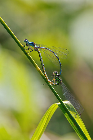 Azure Damselflies - Coenagrion puella, Worcestershire, June 2023