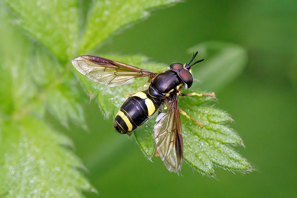 Two-banded Wasp Hoverfly - Chrysotoxum bicinctum, Worcestershire, July 2023
