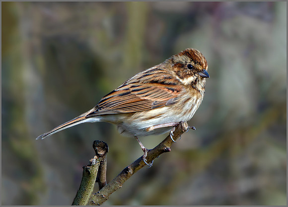 Female Reed Bunting (Emberiza schoenichus), Upton Warren NR, March 2016
