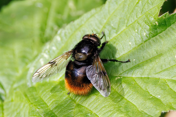 Hoverfly - Volucella bombylans, Worcestershire, June 2023