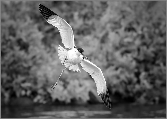 Pied Avocet (Recurvirostra avosetta), Upton Warren NR, July 2016