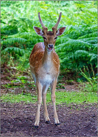 Fallow Deer Buck (Dama dama), June 2016