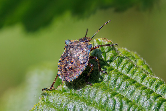 Red-legged Shieldbug - Pentatoma rufipes, Worcestershire, June 2023