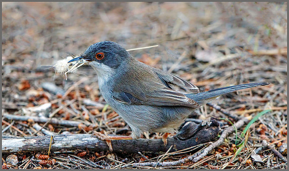 Sardinian Warbler (Sylvia melanocephala), Mallorca, May 2016