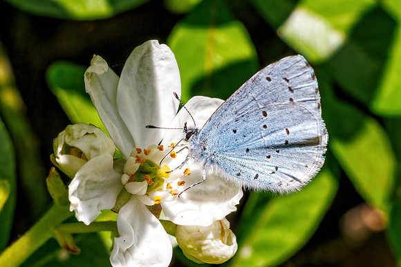 Holly Blue - Celastrina argiolus, Garden, May 2023