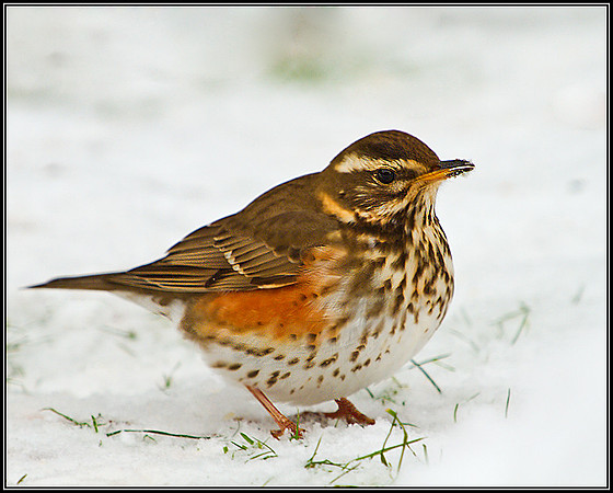 Redwing, Garden, December 2010