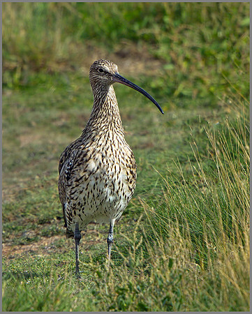 Curlew (Numenius arquata), Upton Warren, 09 August 2013