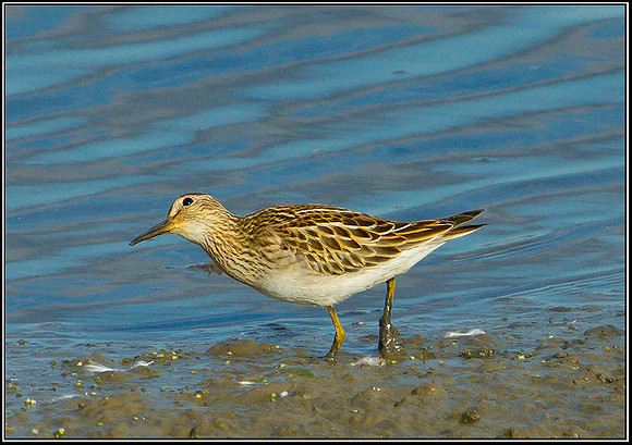 Pectoral Sandpiper, Upton Warren Flashes, 25 September 2010