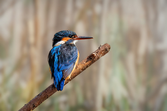 Common Kingfisher - Alcedo atthis, Upton Warren, April 2022