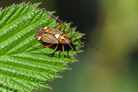 Striped Oak Bug - Rhabdomiris striatellus, Worcestershire, June 2023