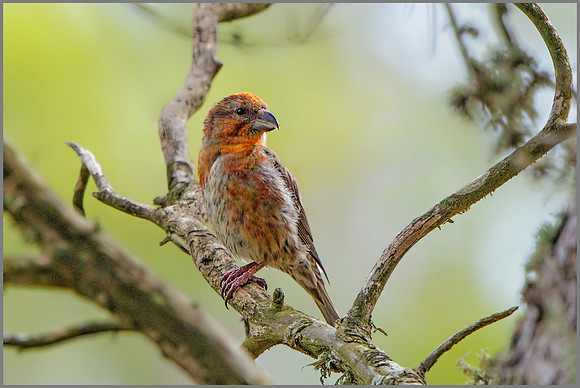 Common Crossbill (Loxia curvirostra), Mallorca, May 2016