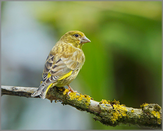 Juvenile Greenfinch (Chloris chloris), Upton Warren NR, August 2014