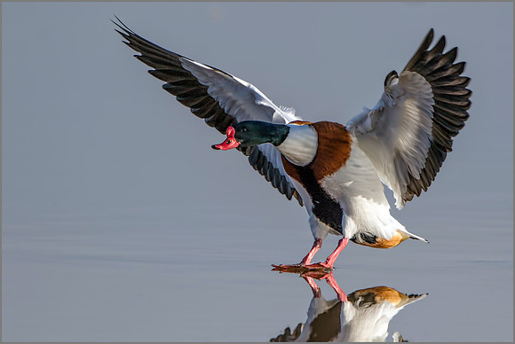 Drake Shelduck (Tadorna tadorna), Slimbridge WWT, February 2016
