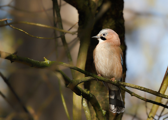 Eurasian Jay - Garrulus glandarius, Warwickshire, March 2022