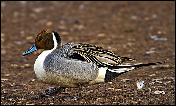 Pintail, Slimbridge WWT, 11 February 2010