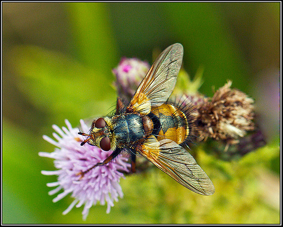 Parasitic Fly, Hanbury, 01 August 2011