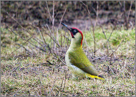 Green Woodpecker (Picus viridis), Upton Warren, February 2016