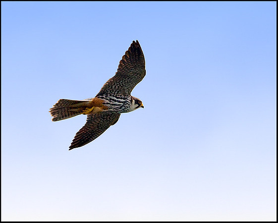 Hobby, Upton Warren Moors, 21 May 2009