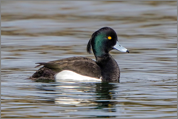 Drake Tufted Duck (Aythya fuligula), Upton Warren NR, February 2016