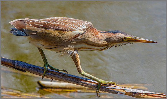 Female Little Bittern (Ixobrychus minutes), Mallorca