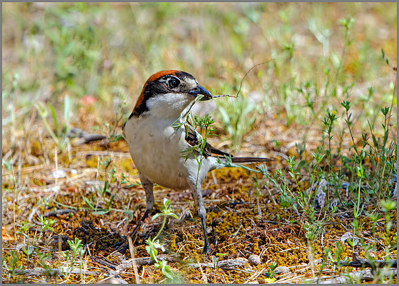 Balearic Woodchat Shrike (Lanius senator badius), Mallorca, May 2016