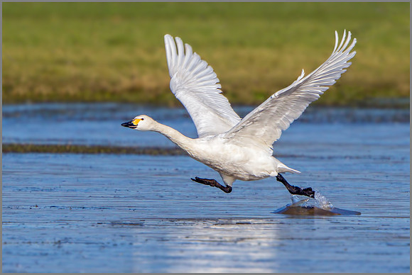 Bewick's Swan (Cygnus columbianus bewickii), Slimbridge WWT, February 2016