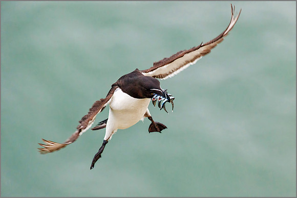 Razorbill (Alca torda), RSPB Bempton, June 2016