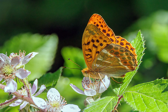 Silver-washed Fritillary - Argynnis paphia, Worcestershire, July 2023