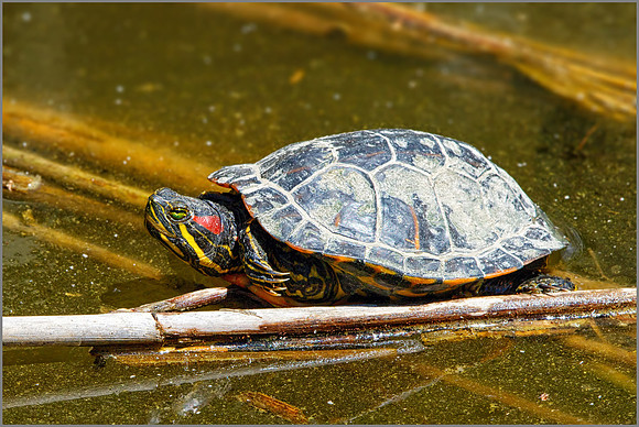 Red-eared slider (Trachemys scripta elegans), Mallorca, May 2016