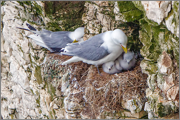 Black-legged Kittiwakes (Rissa tridactyla), RSPB Bempton, June 2016