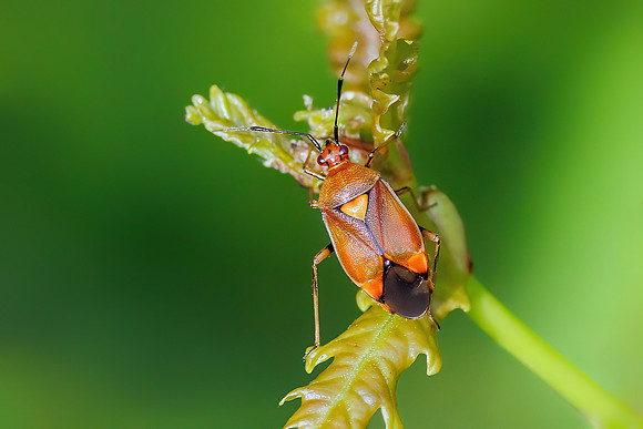 Red-spotted Plant Bug - Deraeocoris ruber, Worcestershire, 17 June 2023