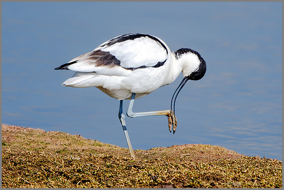 Avocet (Recurvirostra avosetta), Upton Warren NR, April 2016