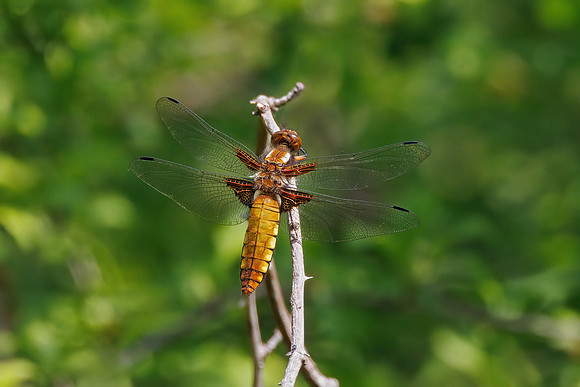Broad-bodied Chaser - Libellula depressa, Worcestershire, June 2023