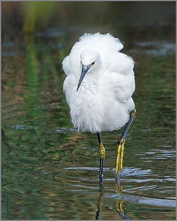 Little Egret (Egretta garzetta), Upton Warren, October 2014