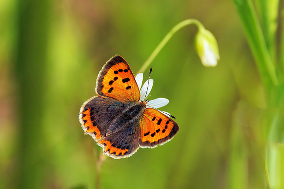 Small Copper - Lycaena phlaeas, Worcestershire, May 2023