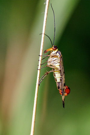 Common Scorpion Fly - Panorpa communis, Worcestershire, June 2023