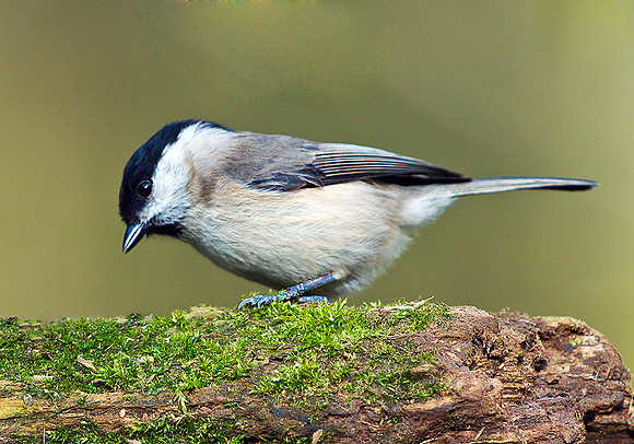 Marsh Tit, Warwickshire, 23 March 2011