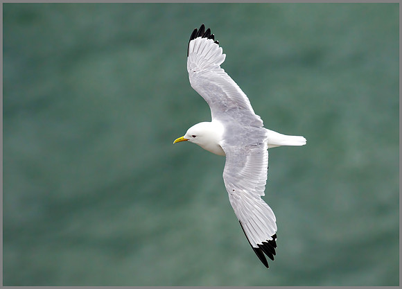 Black-legged Kittiwake (Rissa tridactyla), RSPB Bempton, June 2016