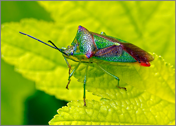 Hawthorn Shield Bug (Acanthosoma haemorrhoidale), Garden, July 2014