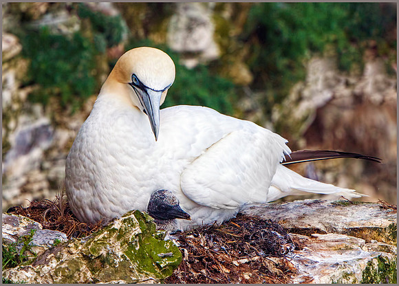 Northern Gannet (Morus bassanus), RSPB Bempton, June 2016