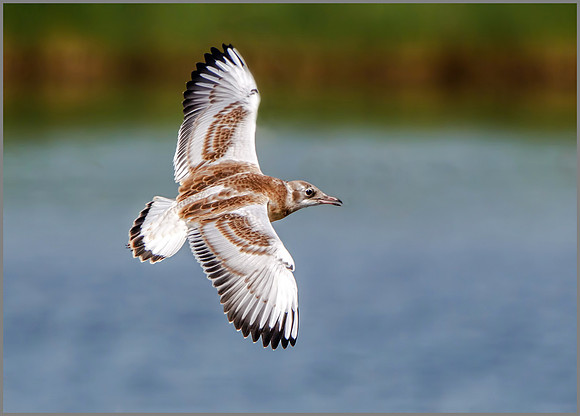 Juvenile Black-headed Gull (Chroicocephalus ridibundus), Upton Warren NR, June 2016