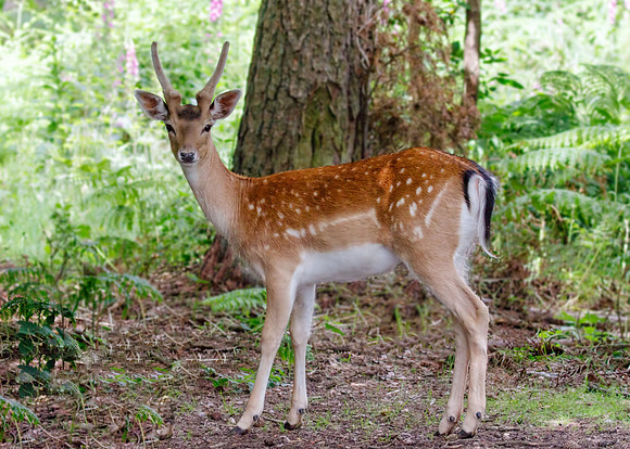 Fallow Deer Buck (Dama dama), June 2016