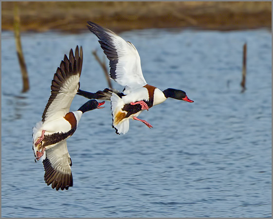 Shelduck (Tadorna tadorna), Upton Warren NR, March 2014