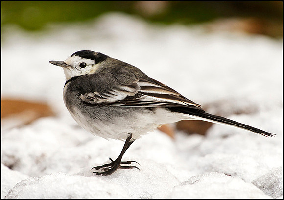Pied Wagtail, Bromsgrove, 24 December 2009